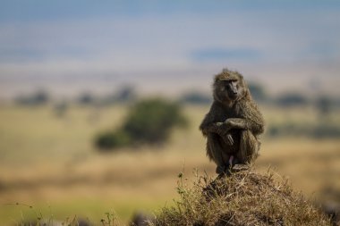 Serengeti Milli Parkı'nda yalnız babun