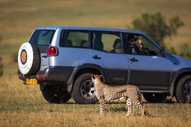 Cheetah savana turist araba ile