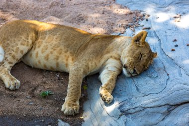 Kenya'da dinlenme genç aslan