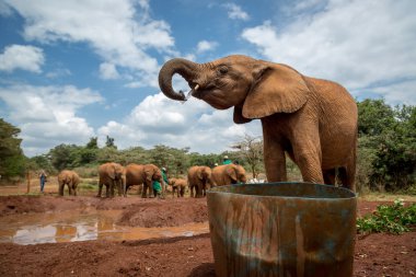 Sheldrick fil Conservancy gelen turist