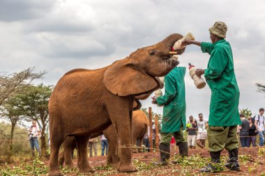 Sheldrick fil Conservancy gelen turist