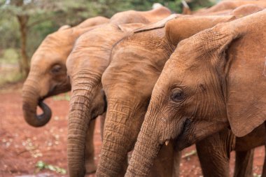 Sheldrick Fil Koruma Filler