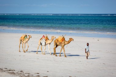 Hörgüçlü güneşli gün