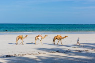 Hörgüçlü güneşli gün