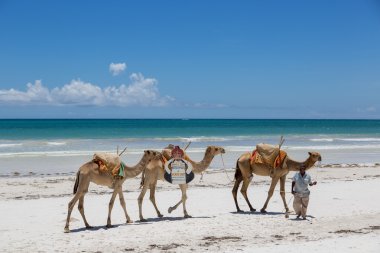 Hörgüçlü güneşli gün