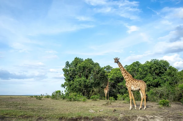 Girafas em torno de savana — Fotografia de Stock