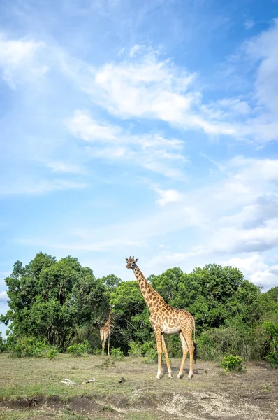 Giraffes around savannah — Stock Photo, Image