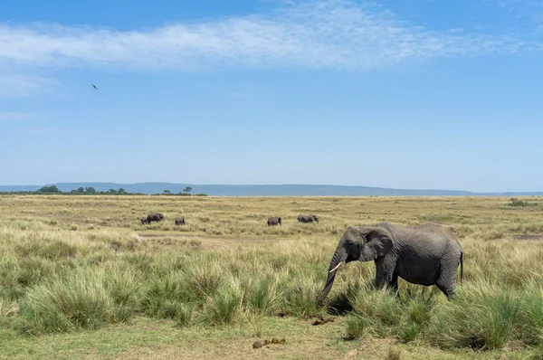 Elefantes vagando en sabana — Foto de Stock