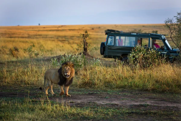 Safari araba ile aslan — Stok fotoğraf