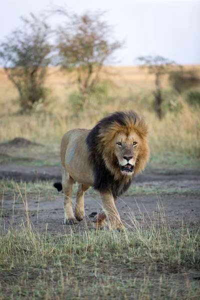 Kenya güneşli sabah erkek aslan — Stok fotoğraf