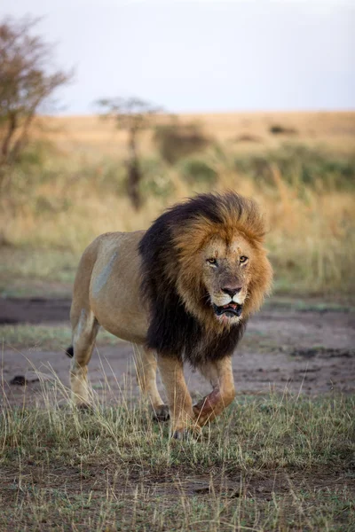 Kenya güneşli sabah erkek aslan — Stok fotoğraf