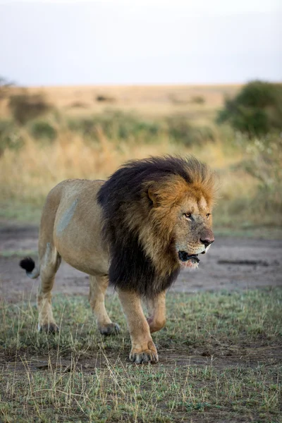 Muž Lev v slunečného rána v Keni — Stock fotografie