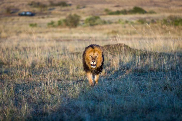 Löwenmännchen am sonnigen Morgen in Kenia — Stockfoto