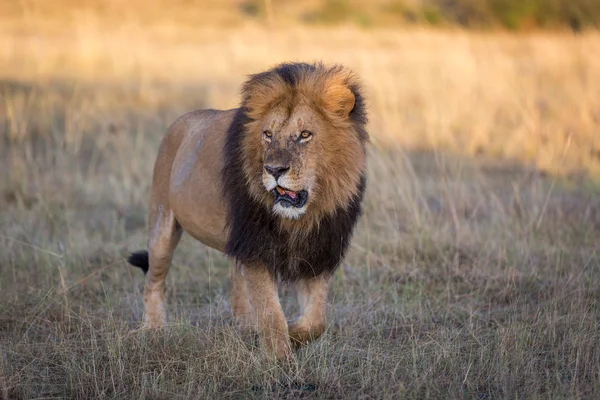 Kenya güneşli sabah erkek aslan — Stok fotoğraf