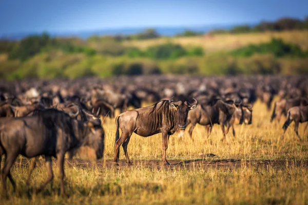 Grande gruppo di Wildebeest in Kenya — Foto Stock