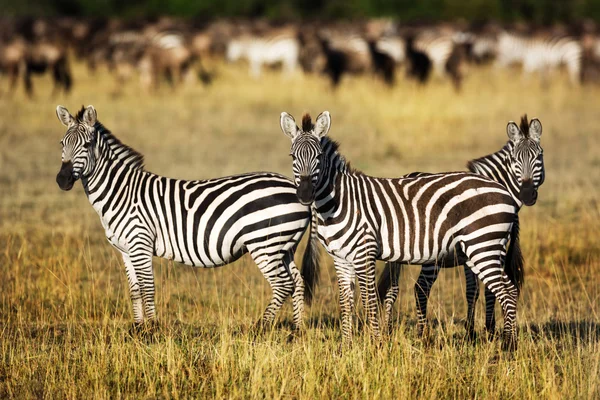 Zebrák, ezen a környéken: savannah Kenyában — Stock Fotó