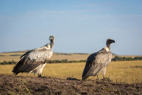 Abutres em savana no Quênia — Fotografia de Stock