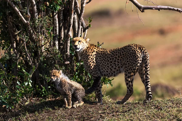 Çita ve yavrusu savannah çevresinde