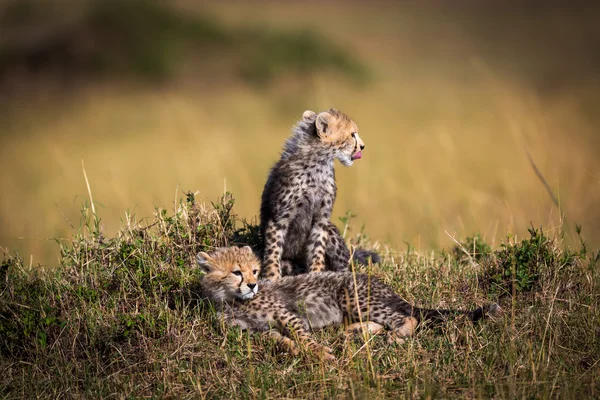 Çita yavrularını savannah çevresinde — Stok fotoğraf