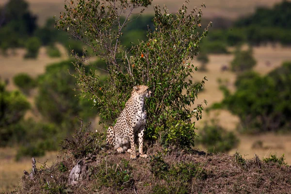 Гепард навколо Саванна в Кенії — стокове фото