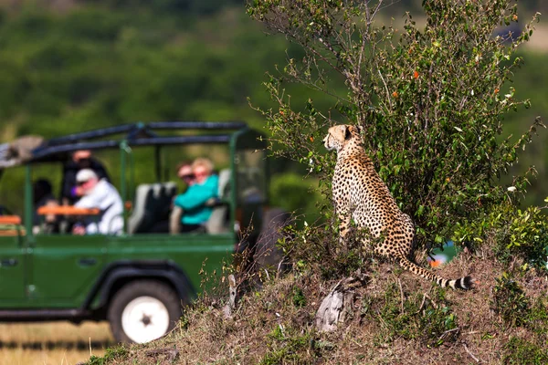 Cheetah savannah çevresinde 