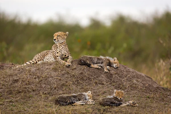 Cheetah com filhotes pequenos — Fotografia de Stock