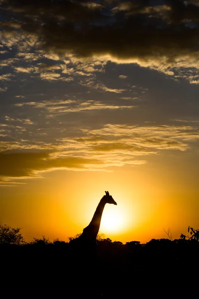 Girafa agradável durante as primeiras horas — Fotografia de Stock