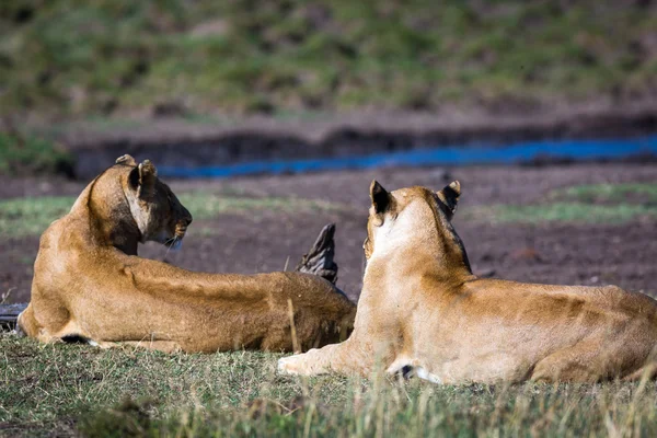 Leones descansando en sabanas de Kenia —  Fotos de Stock