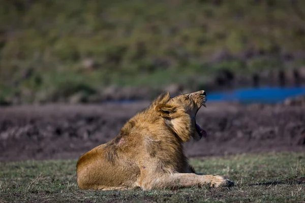 狮子在肯尼亚的热带稀树草原休息 — 图库照片