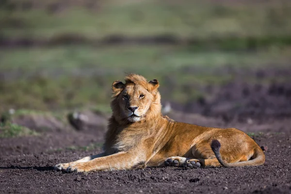 Kenya savannas içinde dinlenme aslan — Stok fotoğraf
