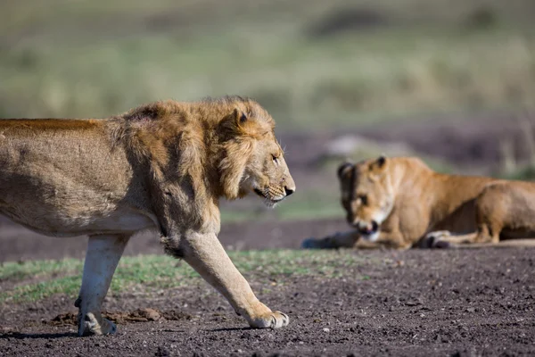 Young lion walking in Kenya