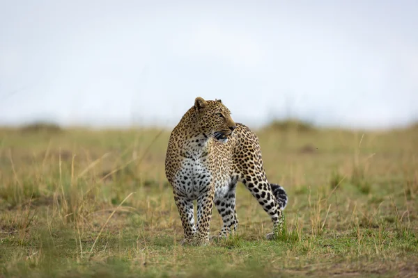 Самотній леопард катається навколо Савани — стокове фото