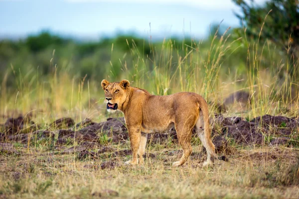 Kenya'da dolaşan dişi aslan — Stok fotoğraf