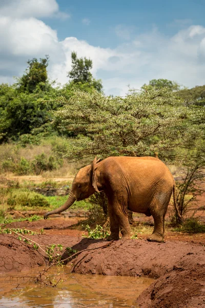 Elefante vagando por los arbustos — Foto de Stock