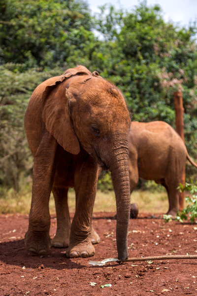 Слоны бродят вокруг куста
