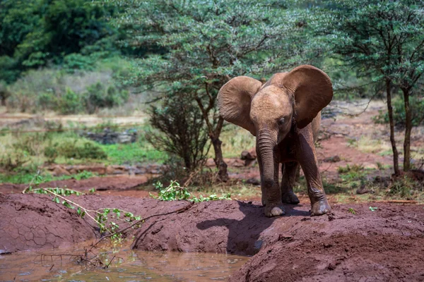 大象漫步布什 — 图库照片