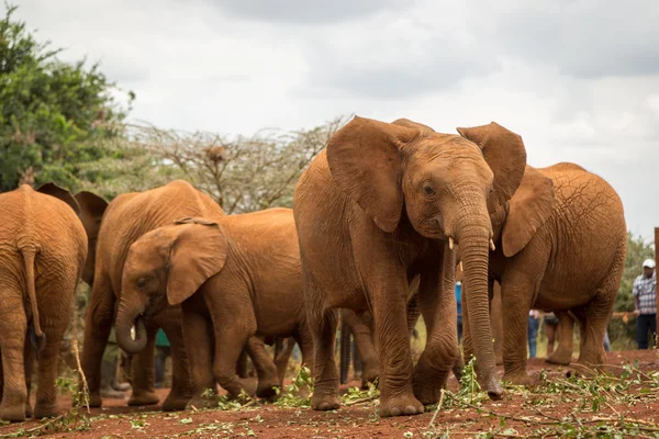 谢尔德里克大象保护协会的大象 — 图库照片