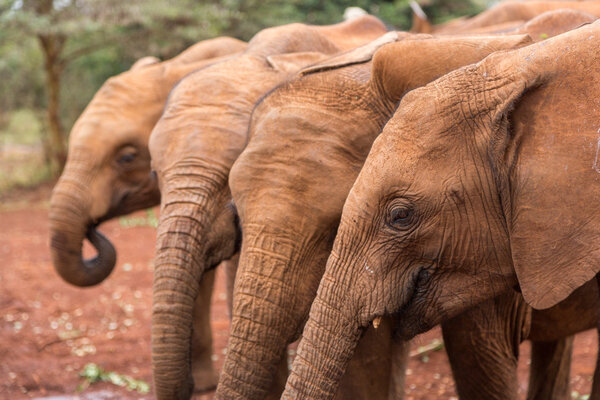 Nairobi, Kenya - October 15, 2015 : Elephants in the Sheldrick Elephant Conservancy in Nairobi, Kenya's capital, East Africa.