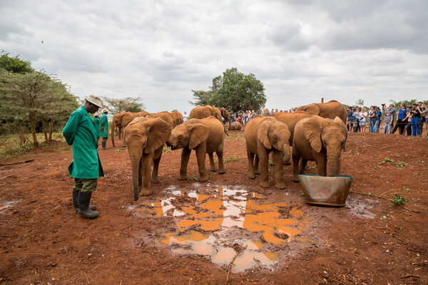 Туристы, посещающие заповедник Шелдрик Слон
