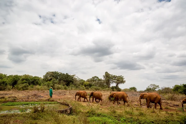 在内罗毕尔德大象水利 — 图库照片