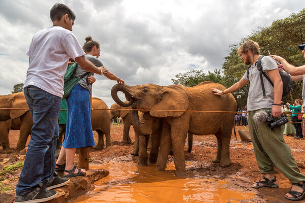 Туристы, посещающие заповедник Шелдрик Слон
