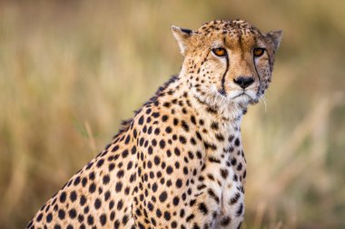 Serengeti Parkı dolaşım çita