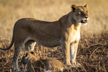 Dişi aslan yavruları ile oynamak