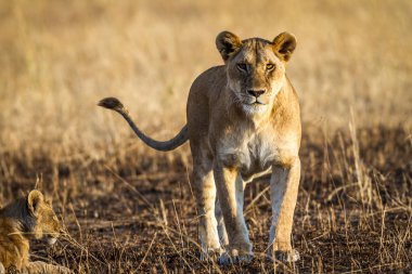 Dişi aslan yavruları ile oynamak