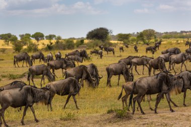 Antiloplar Serengeti Ulusal Parkı'nda