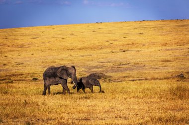 Female elephant roaming with cub