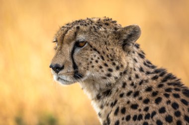 Güzel Cheetah Serengeti Ulusal Parkı'nda