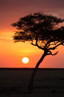 Güzel gün batımı Serengeti Ulusal Parkı'nda