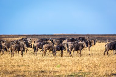 Antiloplar Serengeti Ulusal Parkı'nda
