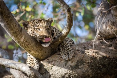 güzel leopar ağacında bırakmasını
